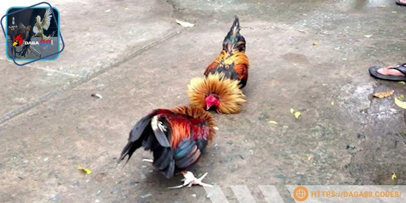 Giai đoạn gà con tập trung vào việc xây dựng nền tảng thể chất