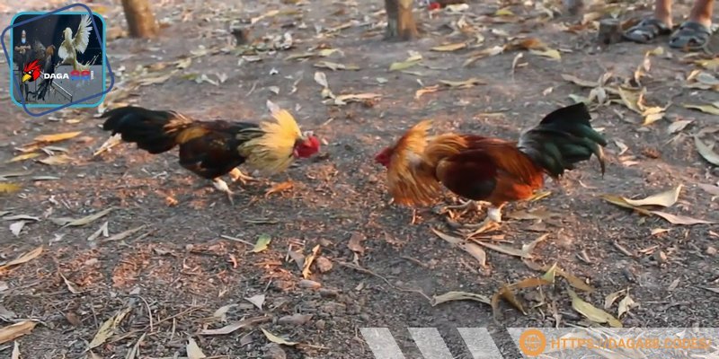 Huấn luyện cường độ cao để thi đấu tốt