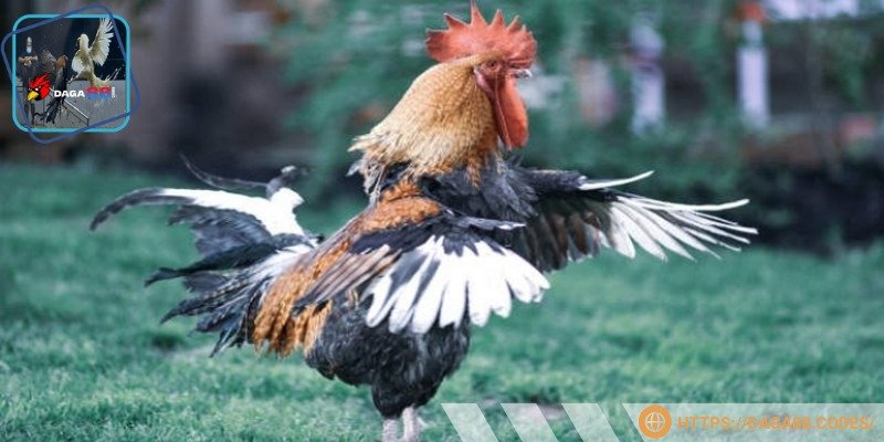 Phòng bệnh định kỳ cho chiến kê