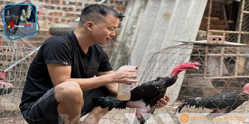 Chế độ nuôi gà chọi chiến đóng vai trò quyết định đến thể lực