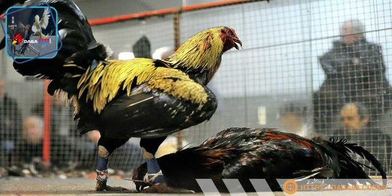 Cần đảm bảo gà được vận động thường xuyên