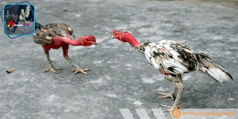 Anh em nên chỉ đặt cược với số tiền có thể chi trả 