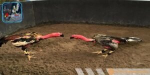 Người chơi cần truy cập thông qua đường link chuẩn