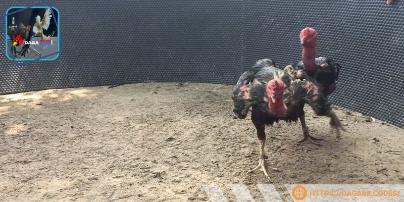 Anh em nên chắc chắn đường truyền mình ổn định