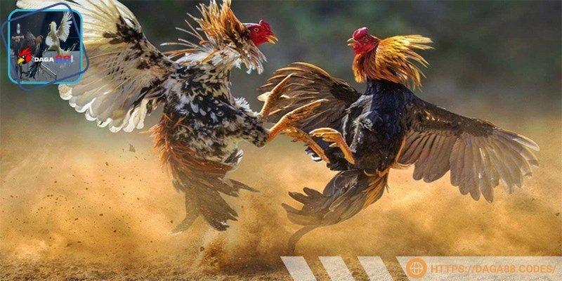  Đá gà chọi C1 mang đến trải nghiệm bất tận