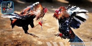 Người chơi có thể đến thẳng trường gà cho tiện