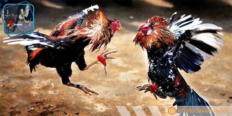 Người chơi có thể đến thẳng trường gà cho tiện