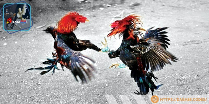 Gà Asil gây bất ngờ về độ mạnh mẽ và hiếu chiến