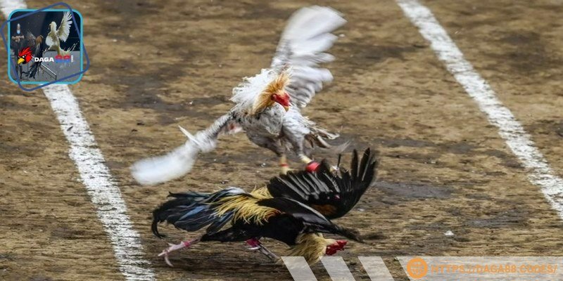 Gà tre là một trong những giống gà được yêu thích nhất