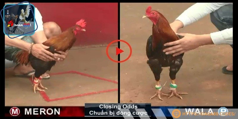 Giao diện xem trận đấu