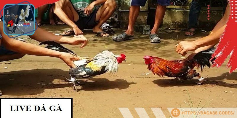 Chiến kê Kelso với phong độ đỉnh cao trong trận đấu