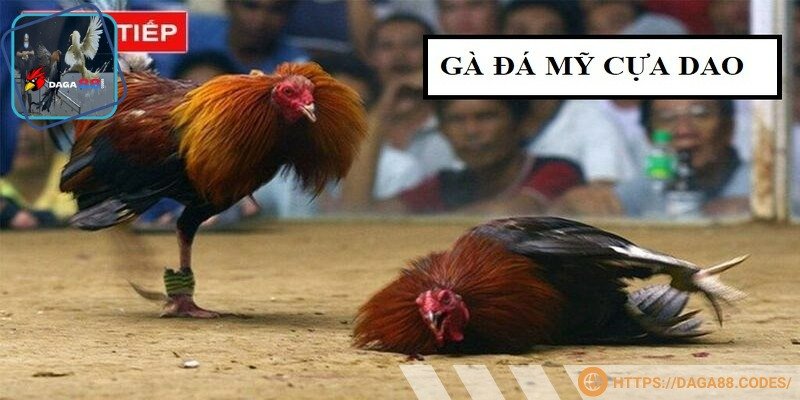 Trận đấu đá gà Mỹ cựa dao DAGA88 với hình ảnh sắc nét, kịch tính