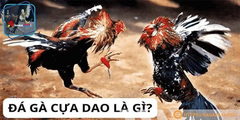 Gà Mỹ với cựa dao sắc bén, sẵn sàng cho trận đấu