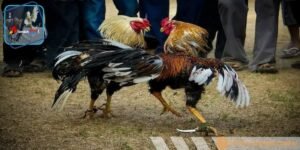 Người chơi theo dõi trận đấu để chọn thời điểm cược