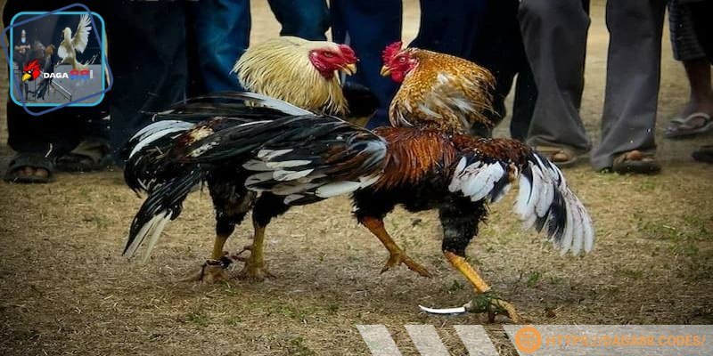 Người chơi theo dõi trận đấu để chọn thời điểm cược