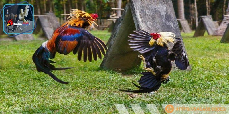 Chế độ ăn khoa học