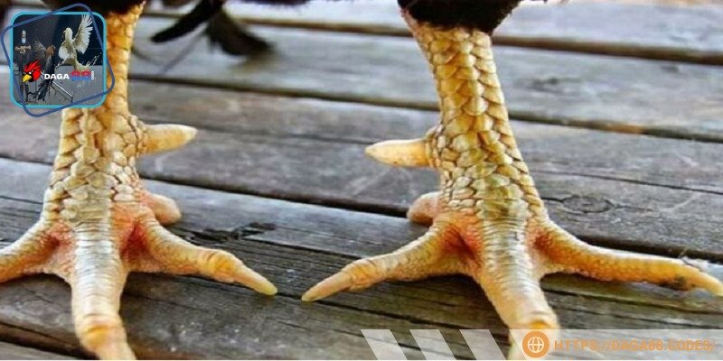 Gà giống chất lượng cho đá cựa dao