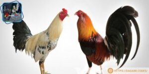 Chiến kê cựa dao với ngoại hình ấn tượng