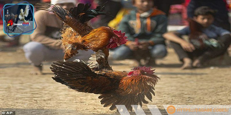 Chiến kê sử dụng cựa dao trong trận đấu gay cấn