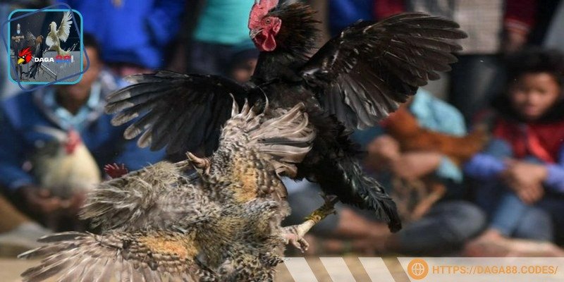 Video trận đấu đá gà Philippines cựa dao trên DAGA88