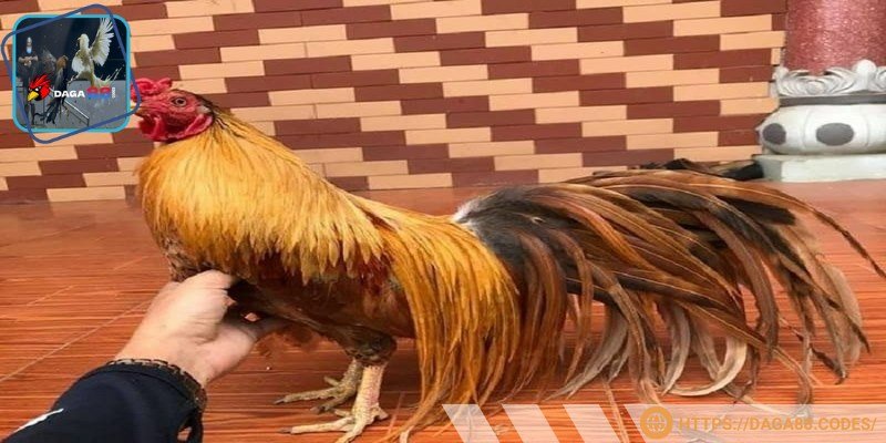 Chiến kê Thomo chất lượng cao