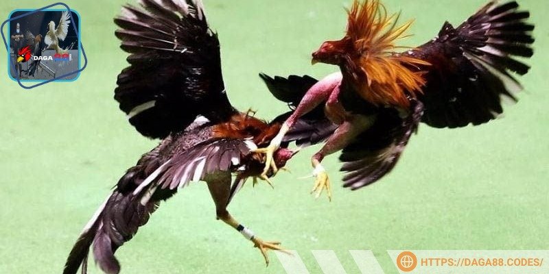 Chế độ ăn của Đá gà Thomo là gì?