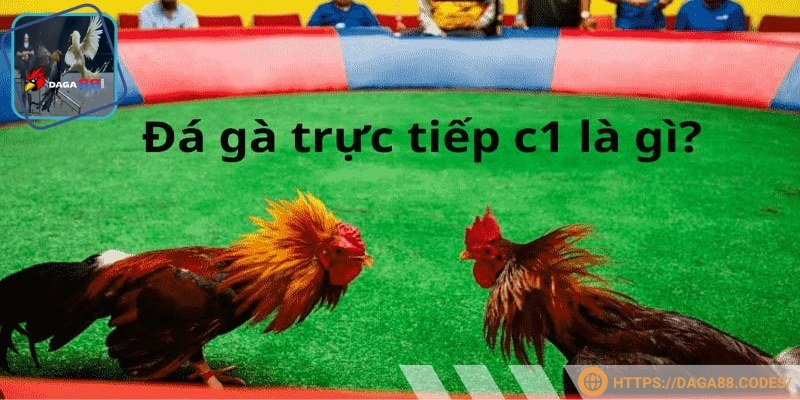 Đá gà Thomo là gì DAGA88 với đấu trường sôi động