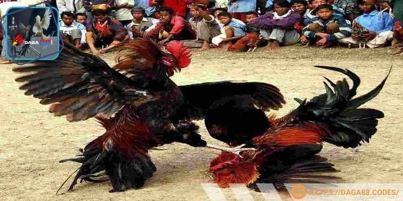 Phần bình luận giúp trận đá gà trở nên sống động