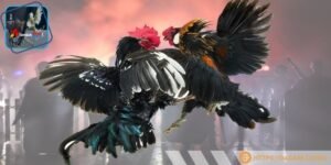 Cược thủ hãy đảm bảo đường truyền mạng được ổn định