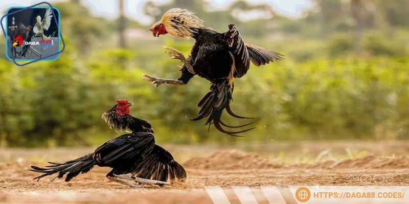 Anh em không nên quá sa đà vào việc giải trí đá gà