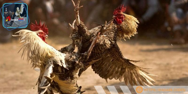 Sư kê có vai trò quan trọng khi tham gia trận đấu