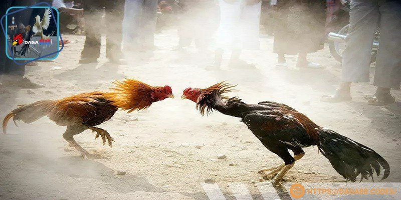  Đá gà trực tiếp CPC3 là hình thức giải trí được yêu thích