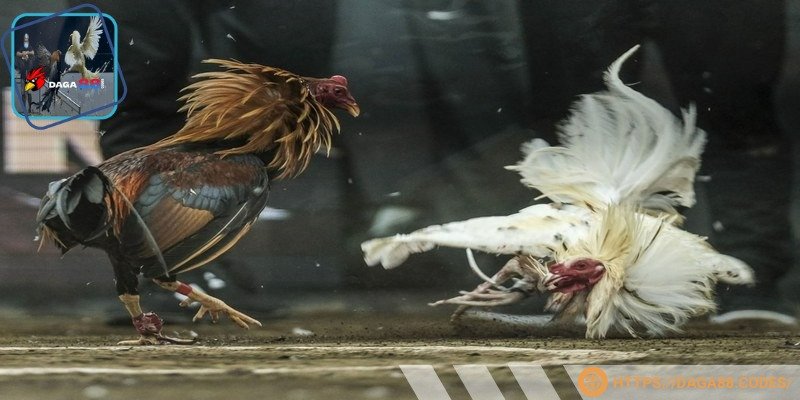Đá gà trực tiếp tại DAGA88 mang lại cảm giác hồi hộp và kịch tính