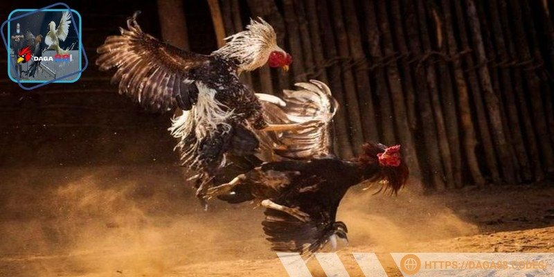 Bạn nên học hỏi từ các sư kê hàng đầu khi chơi đá gà trực tiếp