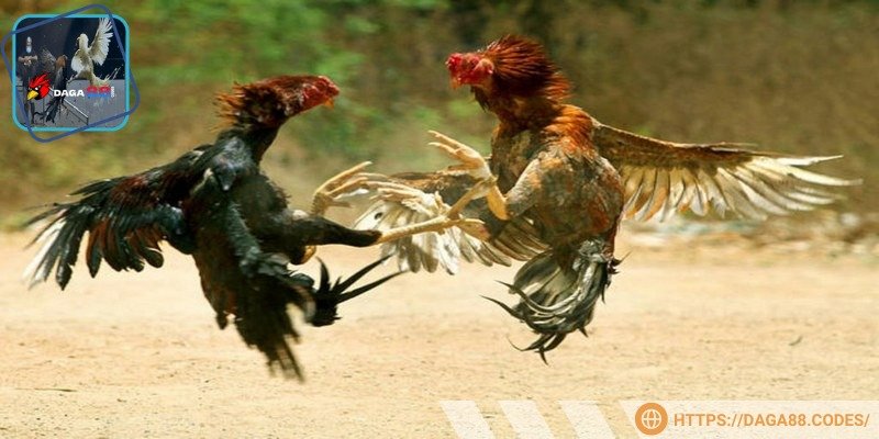 Bet thủ có thể tương tác trực tiếp với DAGA88