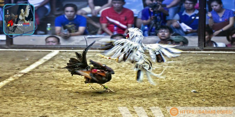 Tường thuật trực tiếp đá gà luôn chân thực