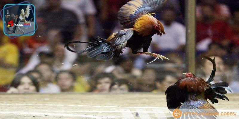 Sự kịch tính, sôi động thể hiện rõ trong các trận đá gà