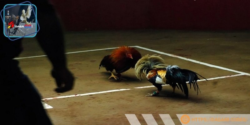 Có nhiều loại hình chọi kê hot hit được nền tảng cập nhật