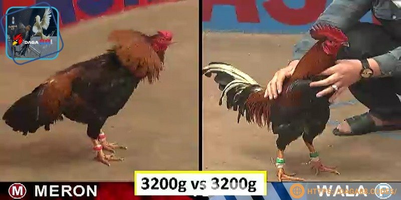 Các trận đấu hot nhất từ Thomo được phát trực tiếp nhanh chóng