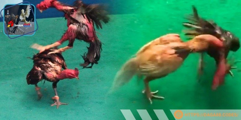 Video Highlight cho phép xem lại trận đấu nhanh chóng