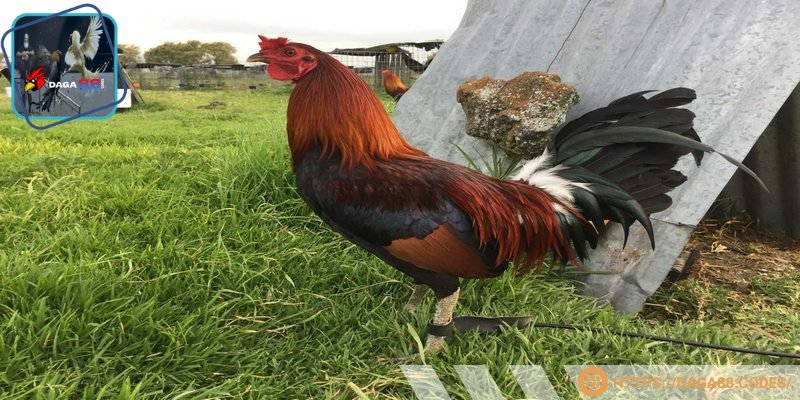 Gà Asil Mỹ dễ nuôi thành công ở nhiều khu vực địa lý khác nhau