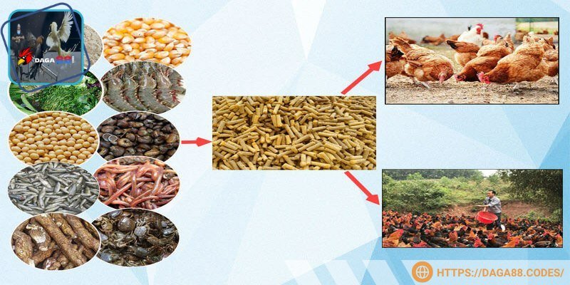 Gà ở mỗi giai đoạn cần bổ sung dinh dưỡng khác nhau