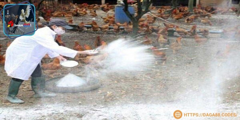 Cần khử khuẩn chuồng trại thường xuyên khi nuôi gà