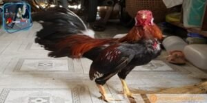 Asil Mỹ tỏ ra lì đòn, không ngán bất kỳ đối thủ nào