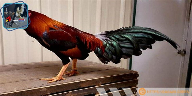 Asil Mỹ là giống kê chiến oai dũng, thích hợp tham gia thi đấu