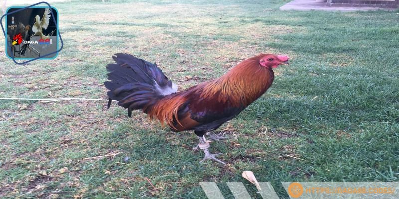 Cần quan sát kỹ trạng thái kê chiến để chọn nuôi con tốt nhất