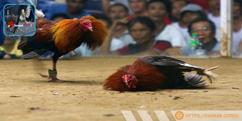 Các màn đối đầu đặc sắc được phát sóng trực tiếp qua casino