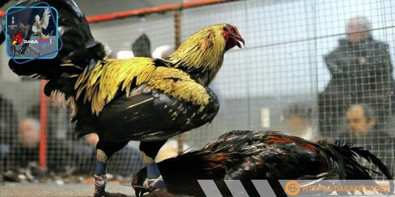 Muốn gà đá cựa sắt casino hiệu quả phải hiểu rõ về trò chơi