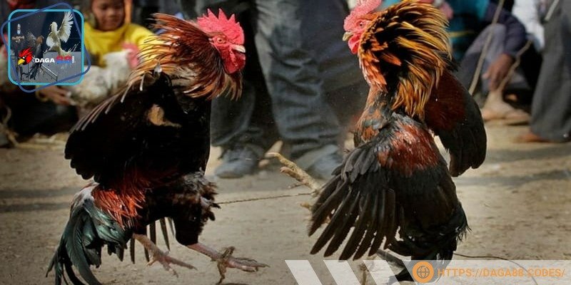 Gà giống chất lượng tại trại uy tín