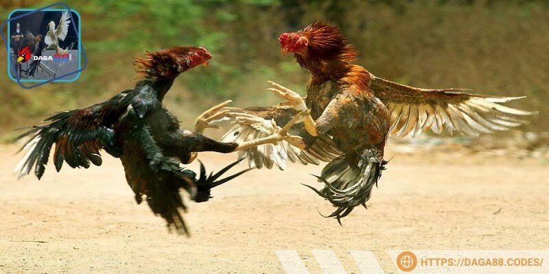 Dinh dưỡng khoa học cho chiến kê